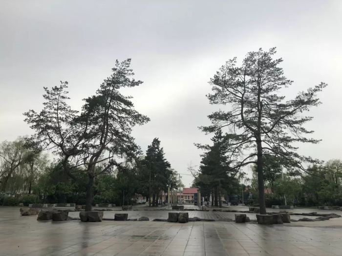 　　5月16日，宁安火车站广场前，革命烈士纪念碑原址处栽种了松树，并安装了景观灯。新京报记者王瑞锋&nbsp; 摄