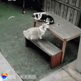 爆笑GIF图:兔子急了不仅咬人,还会打人!