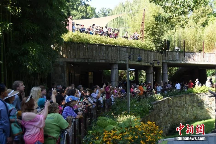 资料图：众多美国民众前往华盛顿国家动物园观看大熊猫贝贝的“抓周”活动。中新社记者 刁海洋 摄