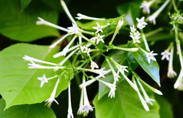 24种花香扑鼻的花卉，随便养几盆都能满屋飘香！|花姿|香气|香味|品种|卧室_新浪新闻
