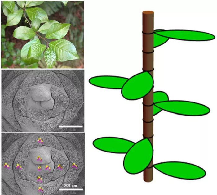 一种独特的排列,蕴藏着大自然的数学之美