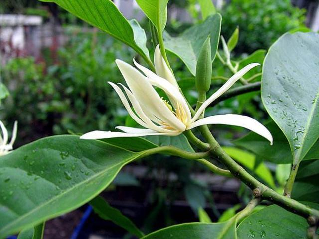 白兰花成活率低?叶子掉落快?几招让你无烦恼