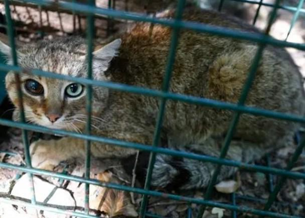 法国科西嘉岛发现新物种“狐猫”,它们极度谨慎喜爱在夜间活动