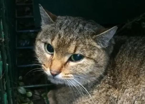 法国科西嘉岛发现新物种“狐猫”,它们极度谨慎喜爱在夜间活动