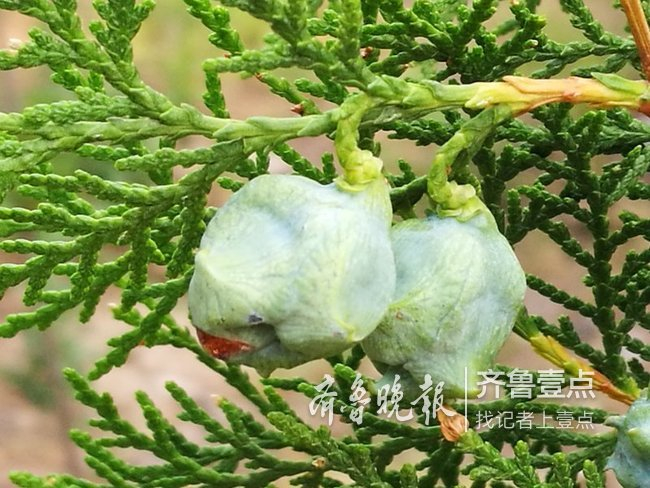 济南莲花山的柏树林中侧柏球果