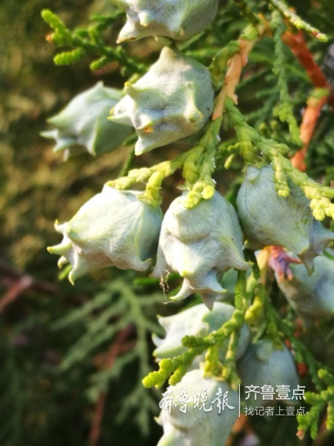 济南莲花山的柏树林中侧柏球果|林中|球果|侧柏_新浪新闻