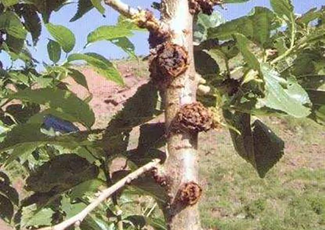 果树根茎部长出拳头大的“瘤子”怎么办？用这个药方，一次根除！|根瘤|土壤|地块|发病_新浪新闻