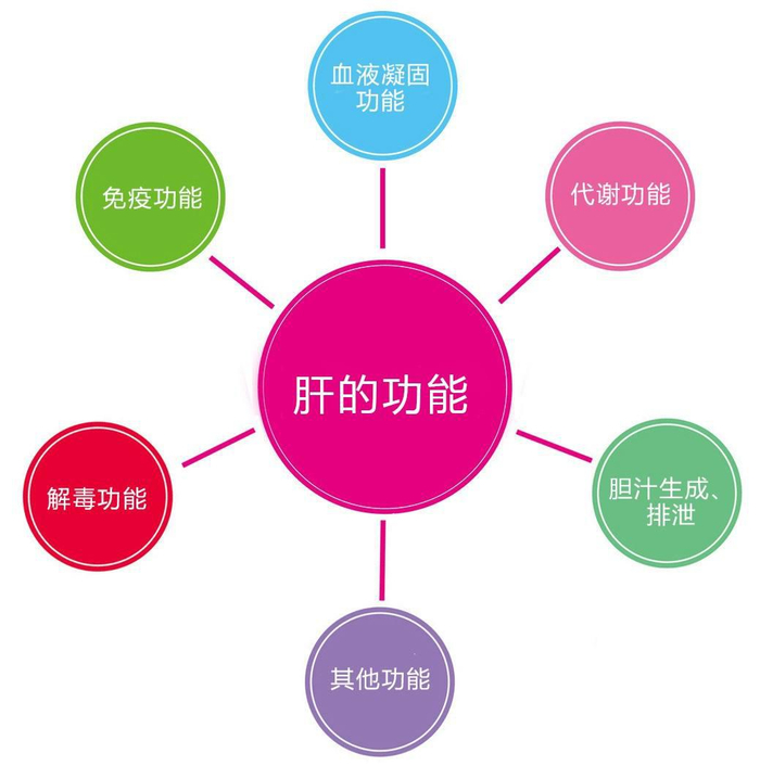 脂肪肝肝功能异常指标 脂肪肝患者必查哪些项目