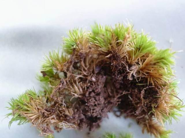 植物根的生存“策略”自从他们登上陆地后世界才变得丰富多彩!