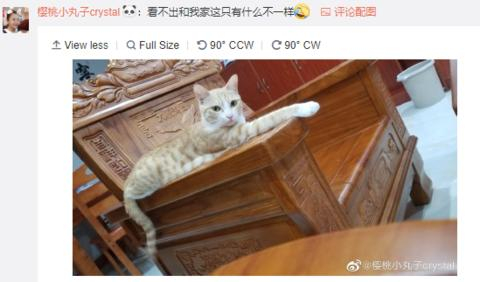 法国发现新物种“猫狐”!中国网友:这不是橘猫么|_新浪新闻