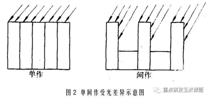 玉米间作套种的生态功能|禾本科|生态系统_新浪新闻