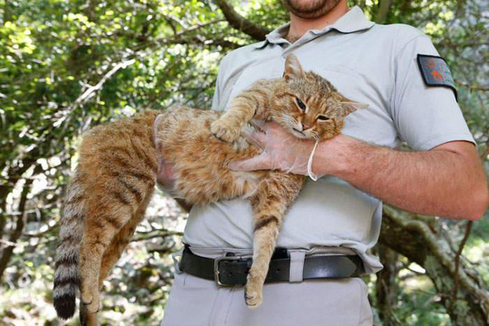 科西嘉岛发现新种猫狐,既有猫的敏捷又有狐狸的凶狠