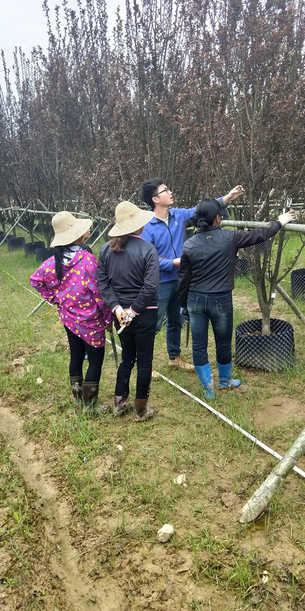 　　苗木基地采取企业+农户+合作社的模式，图为建档立卡贫困户在技术人员指导下，学习苗木种植技术。受访者供图