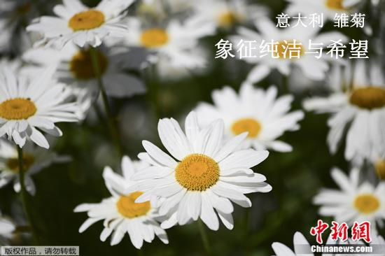 资料图：雏菊。