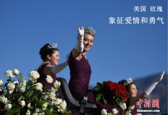 　　资料图：玫瑰。图为当地时间2019年1月1日，第130届美国玫瑰花车游行在加州帕萨迪纳市举行。中新社记者 张朔 摄