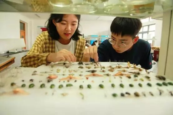 学生在制作昆虫标本