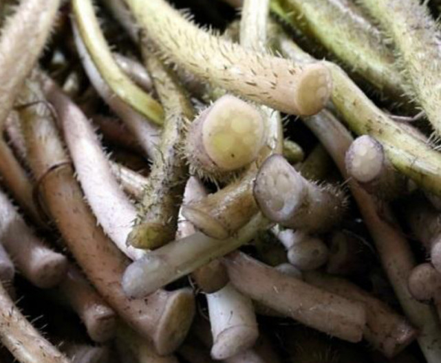 这种淡粉色的带刺茎杆味道很棒,但采摘极麻烦,如今卖的比藕带贵