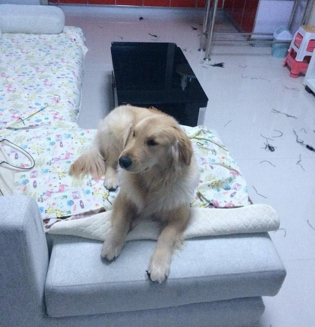 狗狗拆家不是在玩,带你了解其中的原因和解决方法