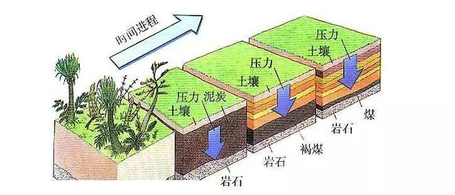煤炭是植物形成！石油是动物尸体形成！这结论有毛病吗？