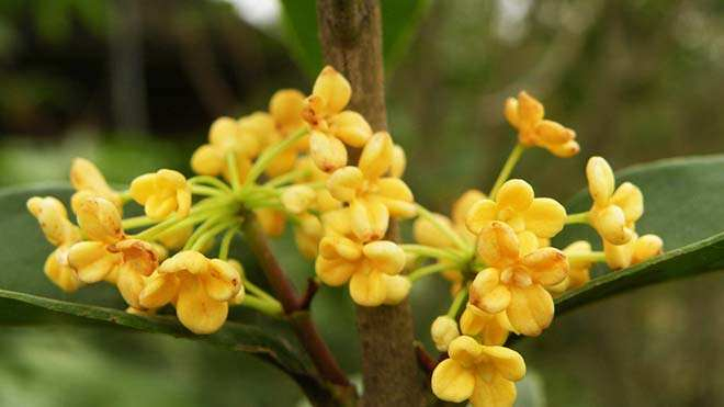 桂花树成树价格桂花树