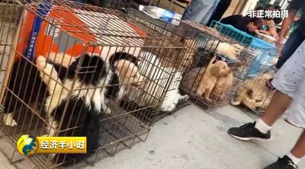 地下宠物交易市场