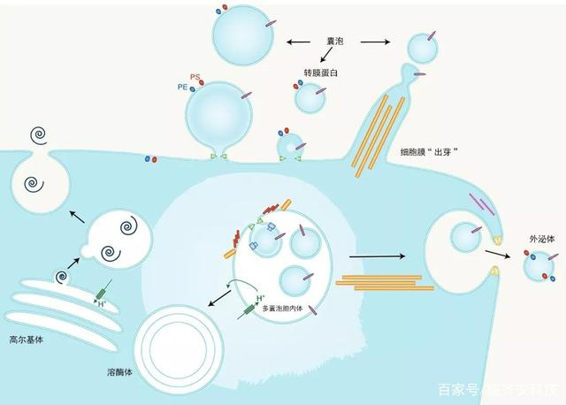诺贝尔医学奖与囊泡的发现故事