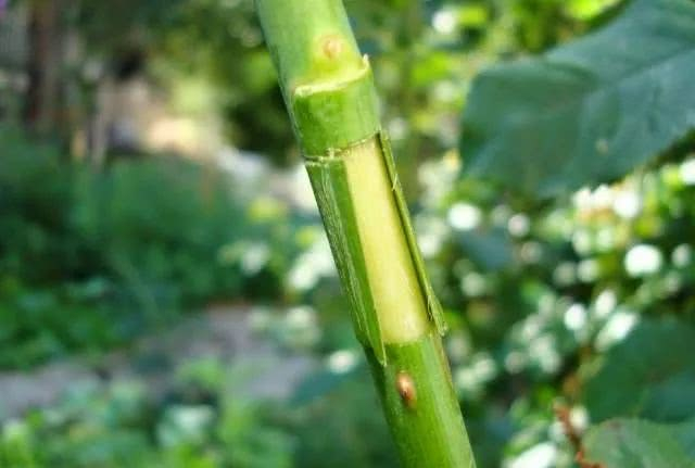 学会用压条繁殖植物,就感觉播种和扦插植物弱爆了,你喜欢哪种?