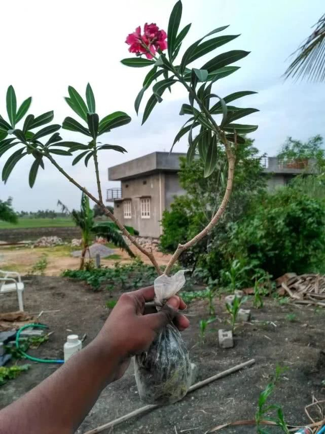 学会用压条繁殖植物,就感觉播种和扦插植物弱爆了,你喜欢哪种?