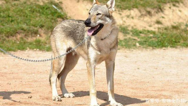 世界上纯种的捷克狼犬还多吗?看了你就知道