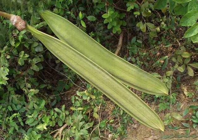 它开花有恶臭,却能做花卉工艺品可药用,俗称"三百两银药"