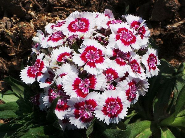 石竹花石竹花适应性强,极抗寒,能抵御-30℃的低温