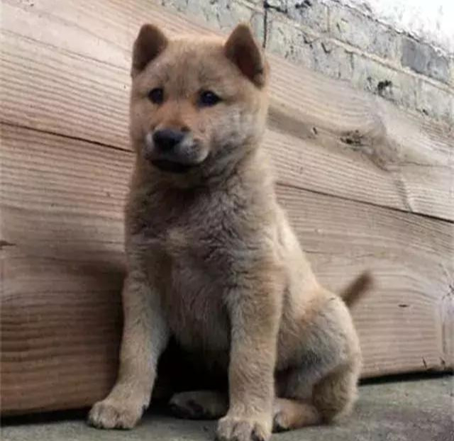 中国古代相犬术:看民间怎样挑选一条好狗