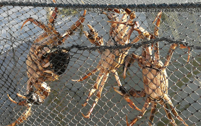 买了保险的大闸蟹。受访者供图