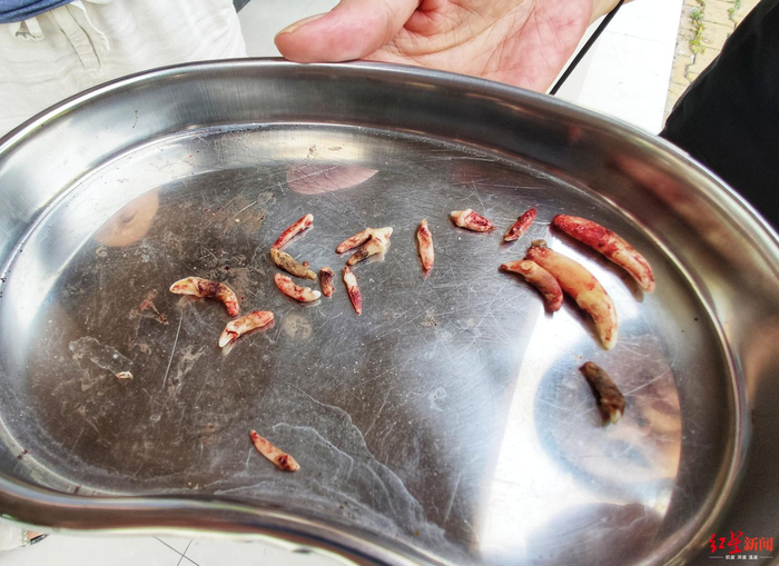  宠物狗“咖啡”被拔的牙齿