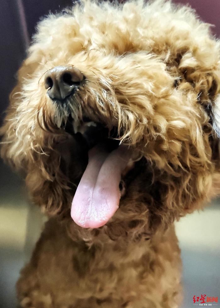 拔牙手术后的宠物狗“咖啡”