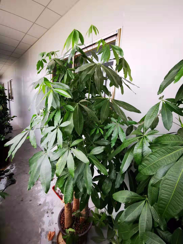 大客厅摆这10种大型绿植,叶子常年翠绿,还不用经常打理|观叶植物|养护_新浪新闻