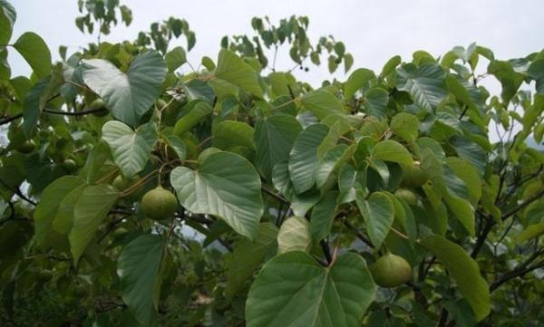 它的叶子常用来包粑吃,果实掉地上没人要,榨成油40元一斤|桐子|果实