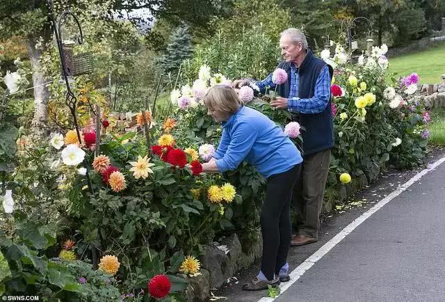 老夫妻给村庄小路两旁种满花草，精心照料30年如今面临拆除