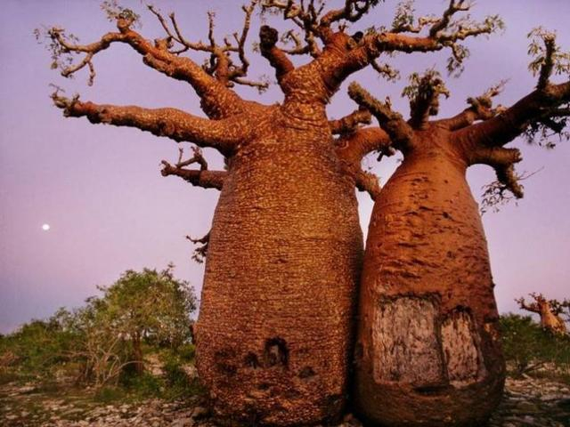 世界最贵的5棵树中国的这一棵价格过亿很少人知道