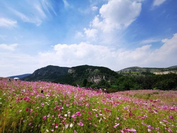 济南龙鼎大道格桑花图片