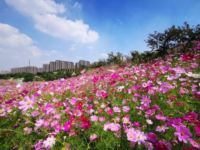 济南龙鼎大道格桑花图片