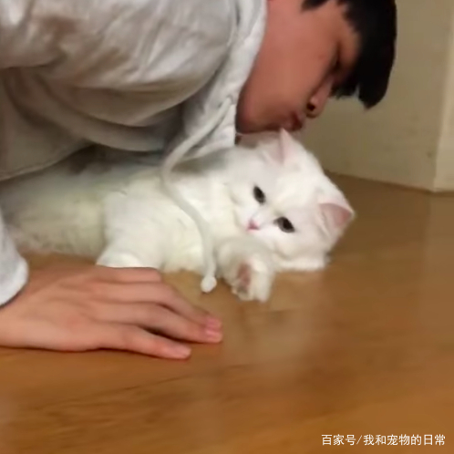 这就是吸猫成瘾的后果,一但中毒了,可是终身难戒断啊!_新浪新闻