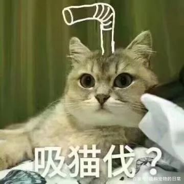 这就是吸猫成瘾的后果,一但中毒了,可是终身难戒断啊!_新浪新闻