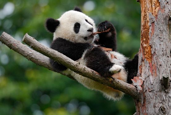 ▲图片来自东方IC