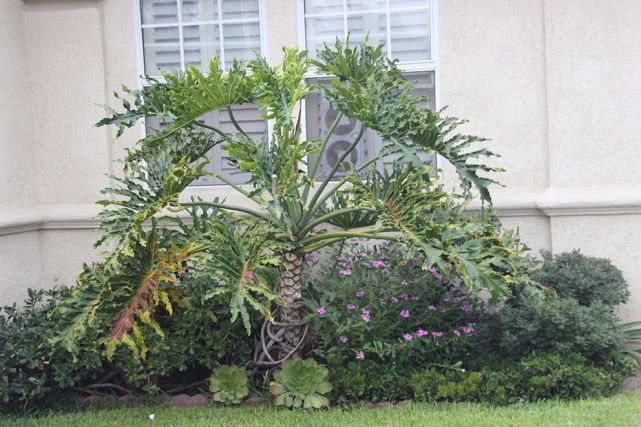 家族,叶子颜色形态各异,我家就养了几种|蔓绿绒|羽叶|龟背竹_新浪新闻