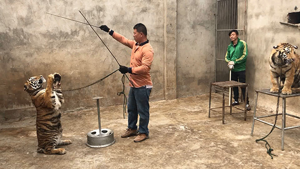 “马戏之乡”的老虎&nbsp; 本文图均为 澎湃新闻资料