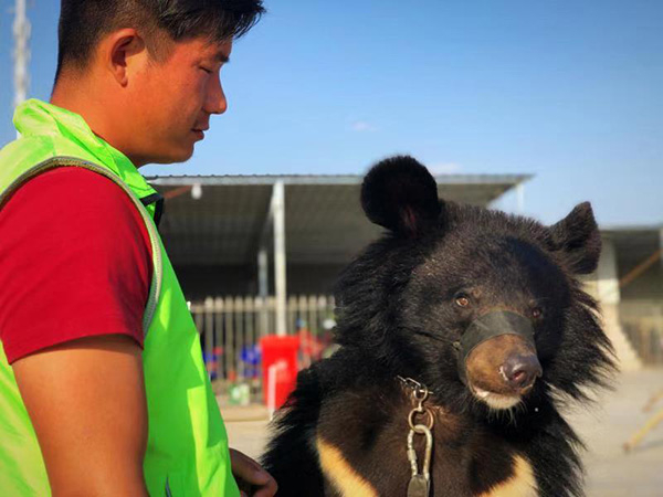 “马戏之乡”的熊