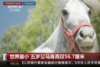 世界最小 五岁公马身高仅56.7厘米