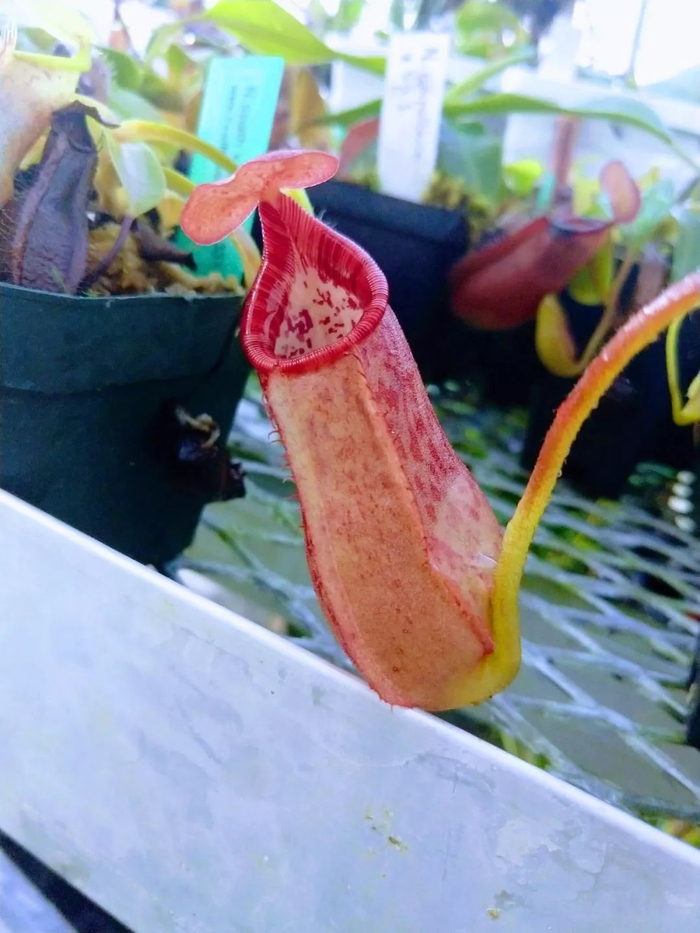家里养的猪笼草笼子容易干枯，就是这一点没做好，浇水有讲究
