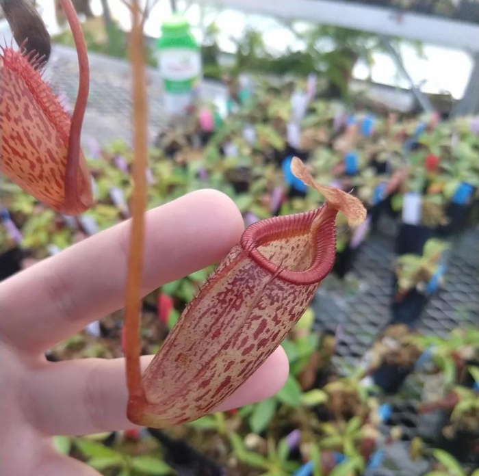家里养的猪笼草笼子容易干枯，就是这一点没做好，浇水有讲究